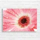 Dewy Pink Gerbera Daisy Close-Up Canvas Print