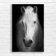 Majestic White Horse Black and White Canvas Print