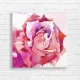 Vibrant Rose Watercolor Canvas Print