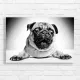 Adorable Pug Face Black and White Canvas Print