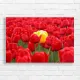 Red Tulips & Yellow Bloom Canvas Print Wall Art
