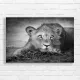 Majestic Lion Portrait Black & White Canvas Print