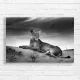 Majestic Lioness Serene Desert View Canvas Print