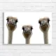 Quirky Ostrich Trio Canvas Print