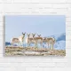 Majestic Pronghorn Herd Canvas Print