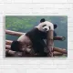 Gentle Panda Portrait Canvas Print - Wildlife Decor