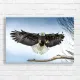 Majestic Eagle Soaring Canvas Print Wall Art