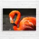 Vibrant Flamingo Close-Up Canvas Print