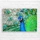 Majestic Peacock Eye Close-up Canvas Print
