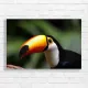 Vibrant Toucan Tropical Nature Canvas Print