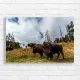 Majestic Bison Herd Yellowstone Canvas Print