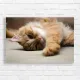 Adorable Ginger Cat Cozy Relaxation Canvas Print