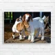 Adorable Baby Goats Hugging Canvas Print