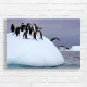 Penguins Jumping Arctic Adventure Canvas Print