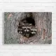 Adorable Trio of Raccoons in Tree Canvas Print