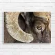 Majestic Ram Horns Wildlife Canvas Print
