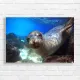 Curious Sea Lion Underwater Canvas Print