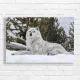 Majestic Grey Wolf Serenity Canvas Print