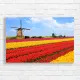 Vibrant Tulip Fields & Windmills Canvas Print