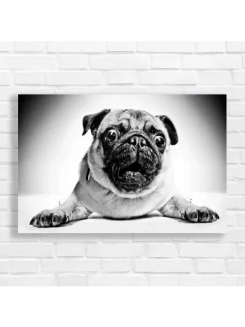 Adorable Pug Face Black and White Canvas Print