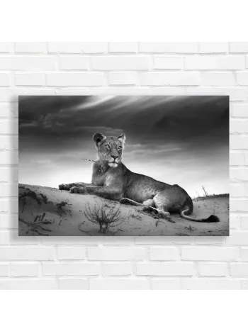 Majestic Lioness Serene Desert View Canvas Print