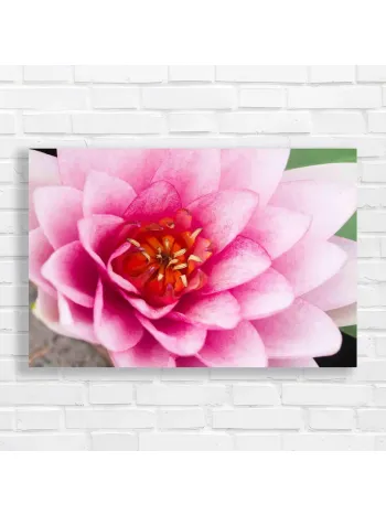 Pink Lotus Flower Bloom Canvas Print