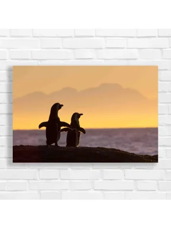 Majestic Penguin Duo Sunset Canvas Print
