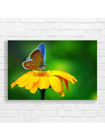 Vibrant Butterfly on Yellow Flower Canvas Print