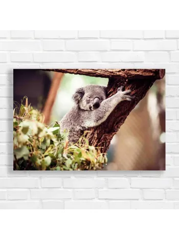 Peaceful Koala Hugging Tree Canvas Print