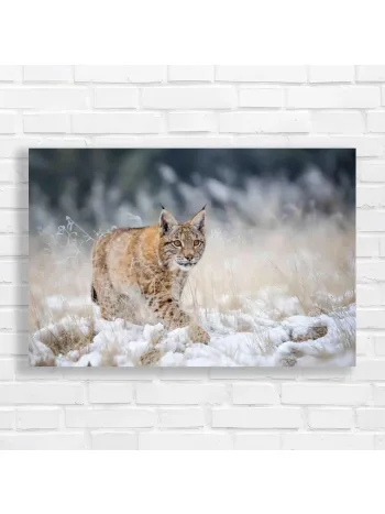 Majestic Lynx in Snow Canvas Print