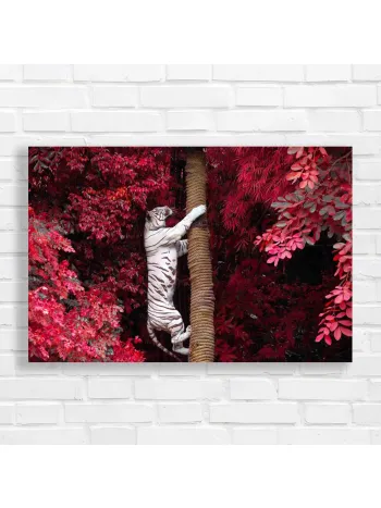 Majestic White Tiger Climbing Red Jungle Canvas Print