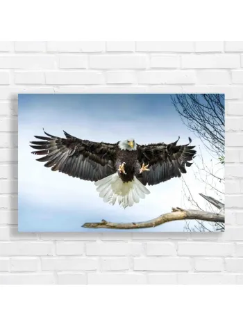 Majestic Eagle Soaring Canvas Print Wall Art