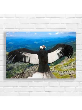 Majestic Andean Condor Wingspan Canvas Print