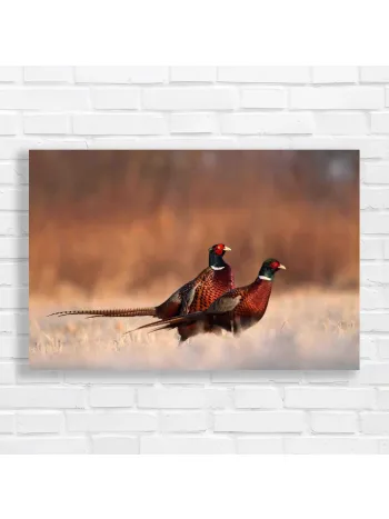 Majestic Pheasants in Golden Fields Canvas Print