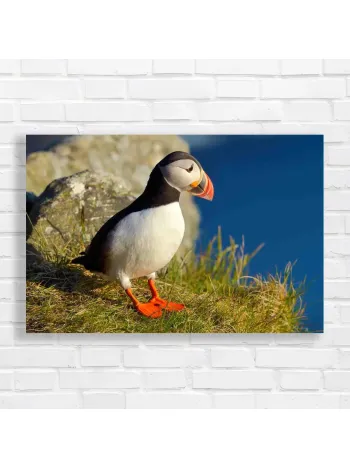 Atlantic Puffin Coastal Bird Canvas Print