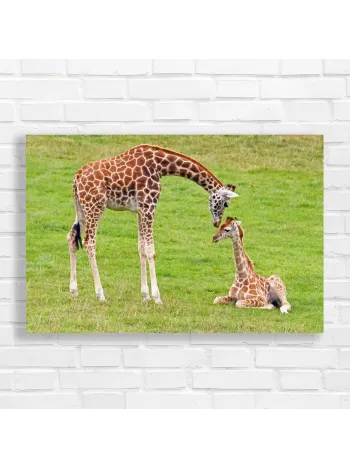 Gentle Giraffe Family Portrait Canvas Print