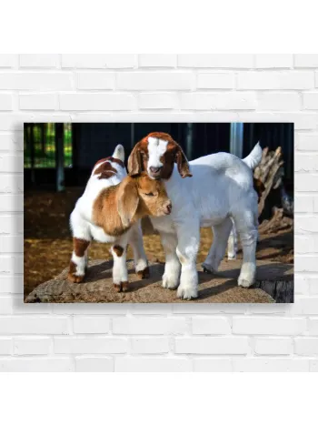 Adorable Baby Goats Hugging Canvas Print