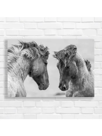 Majestic Equine Bond: Black & White Horse Canvas Print