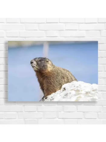 Curious Marmot Wildlife Canvas Print