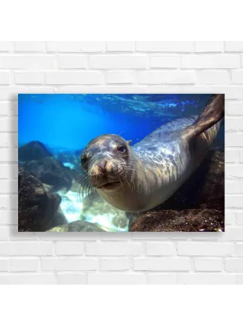 Curious Sea Lion Underwater Canvas Print