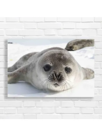 Adorable Baby Seal Close-Up Canvas Print